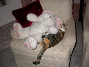 Pampered Paws